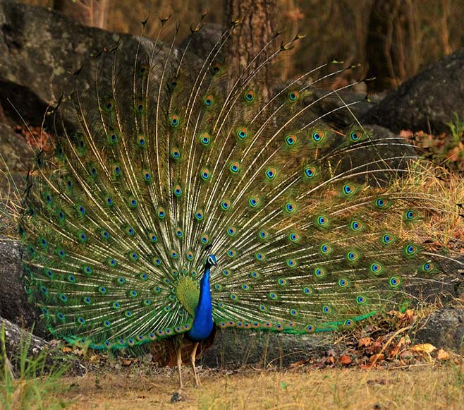 Bandhavgarh, Kanha, Pench