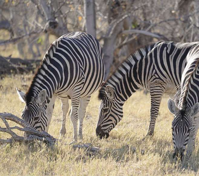 Botswana - Kasane