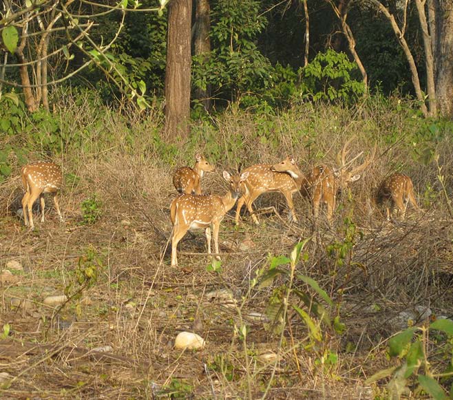 Jim Corbett