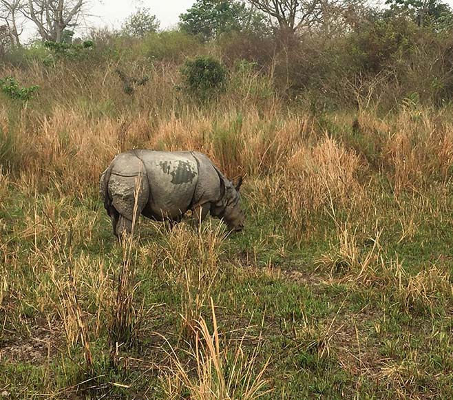 Kaziranga