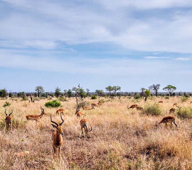 Kruger National Park