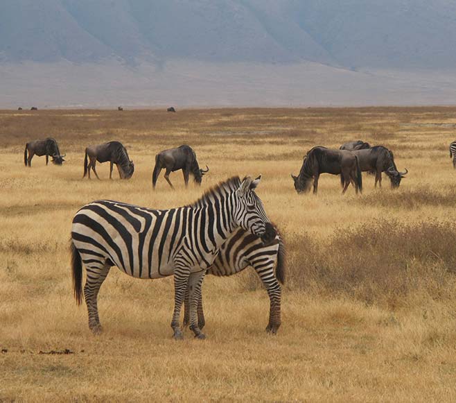 Ngorongoro National park