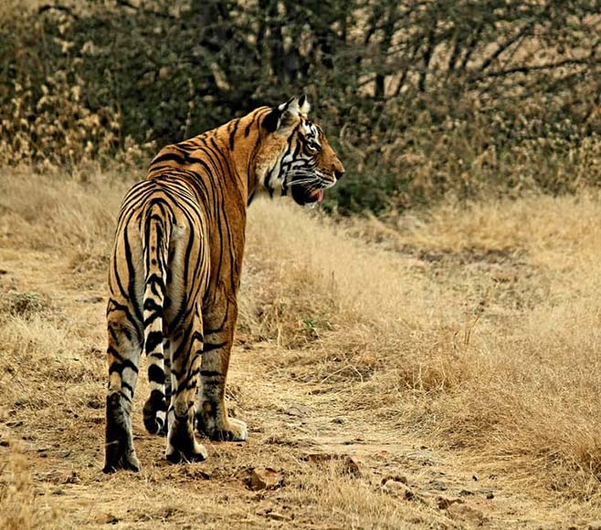 Ranthambore