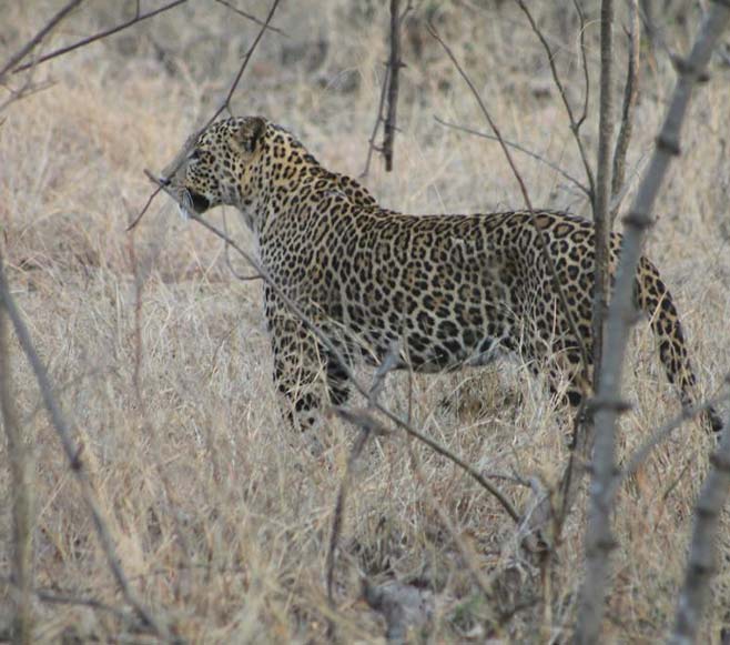 Satpura National Park