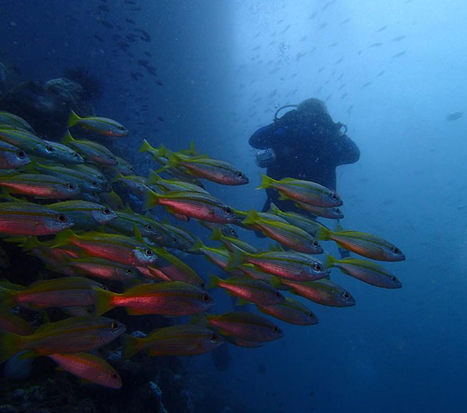 snorkelling and diving in carns