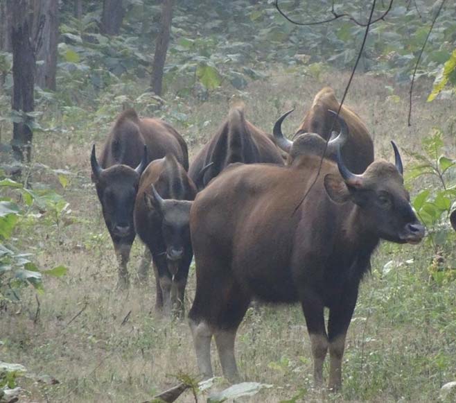 Tadoba National Park