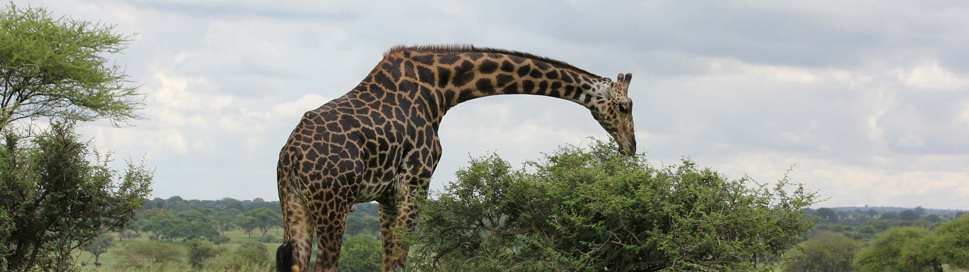Tanzania