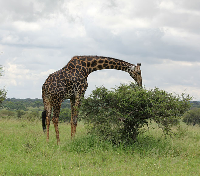 Tanzania